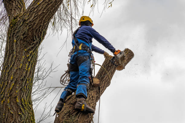 Best Tree and Shrub Care  in USA